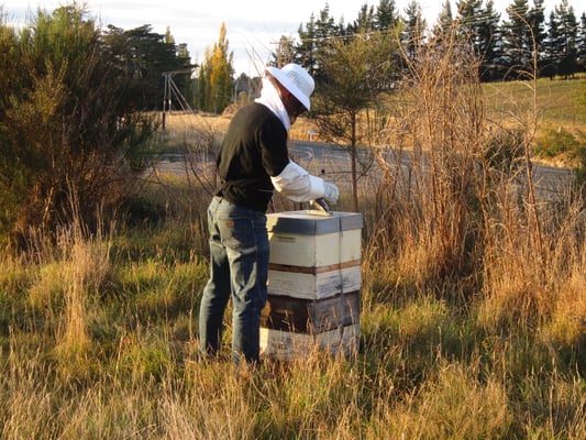 Photographie d'un apiculteur au levé du soleil en pleine session d'apiculture en Nouvelle-Zélande qui manipule ses ruches pleines de Miel de Manuka