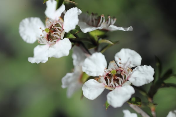 Fleurs blanches de Manuka de Nouvelle-Zélande (île sud) vue de près