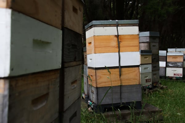 Rucher dans une forêt d'arbre de Manuka (tea tree) en Nouvelle-Zélande pour faire le précieux Miel Rare et Pur de Manuka