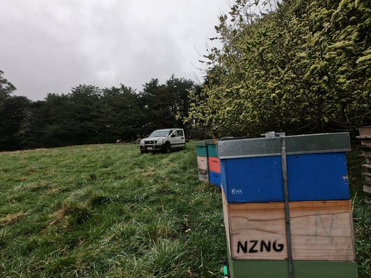 Plusieurs ruches de Puri New Zealand à Dunedin dans lesquelles se trouvent le Miel Rare et Pur de Manuka de Nouvelle-Zélande, dans l'île sud du pays près de Dunedin