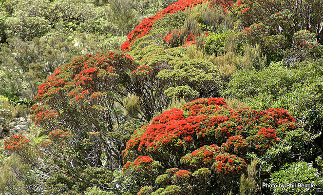 Canopie de Rata de Nouvelle-Zélande
