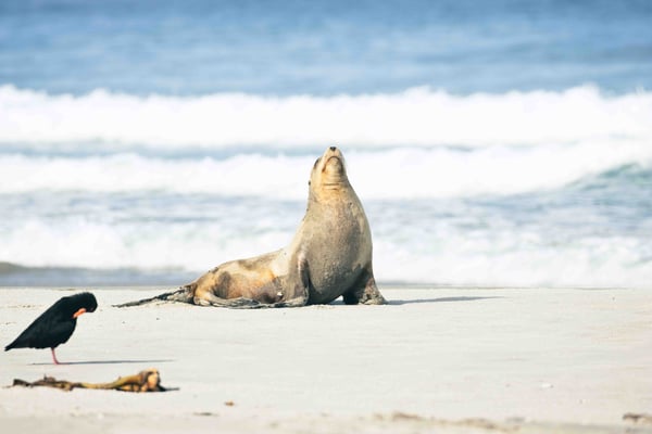 Lion de mer Okia Reserve, Nouvelle-Zélande