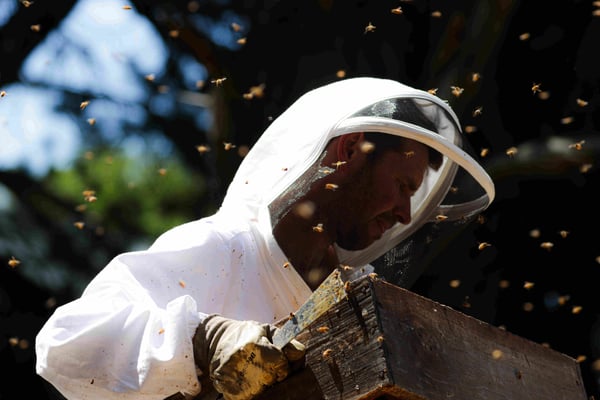 Adam, apiculteur partenaire de Puri New Zealand, récoltant du Miel de Trèfle Blanc en Nouvelle-Zélande à Middlemarch (île du Sud)