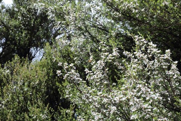 Fleurs blanches de Manuka de Nouvelle-Zélande (île sud) vue de très loin