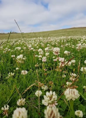 Central Otago - Nouvelle-Zélande, champs de trèfle sauvage en fleur