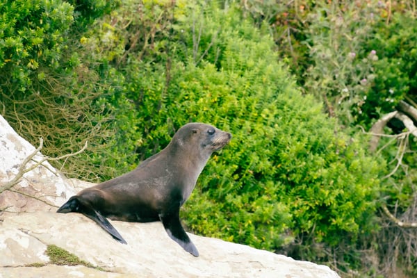 Phoque Okia Reserve, Nouvelle-Zélande