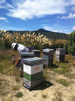 Photographie format vertical d'un apiculteur à Dunedin dans l'île sud de la Nouvelle-Zélande qui inspecte les ruches de Puri New Zealand