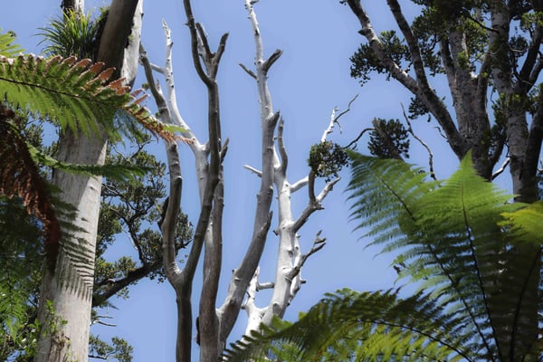 Arbre Kauri / Kauri Tree Waipoua Kauri forest