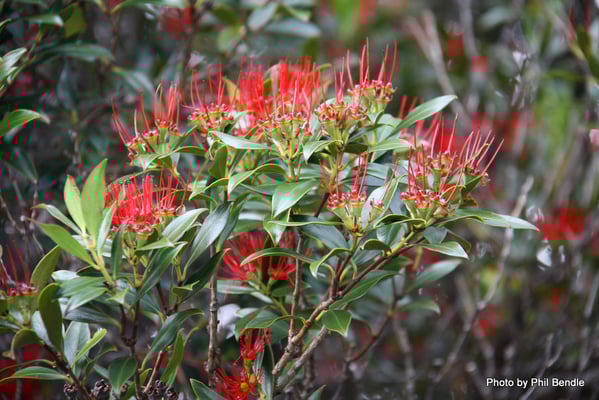 Fleurs de Rata de Nouvelle-Zélande