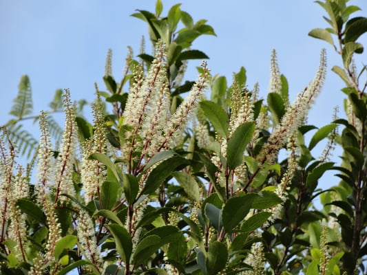 Fleurs de Kamahi de Nouvelle-Zélande