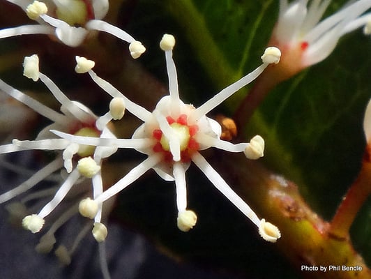 Étamine de Kamahi de Nouvelle-Zélande