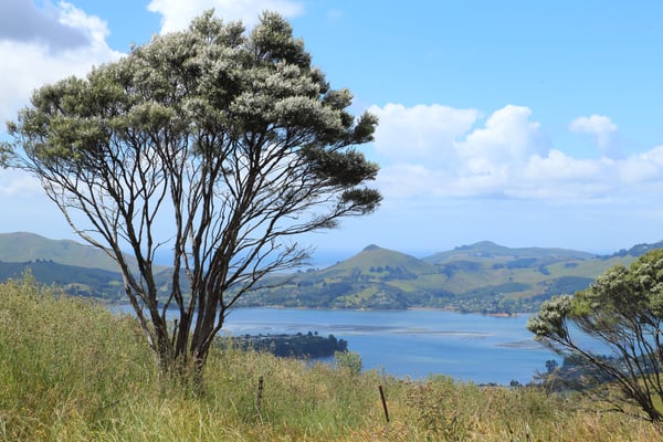 Arbre de Manuka en fleur en Nouvelle-Zélande, avec vue sur la péninsule d’Otago à Dunedin (île du Sud)