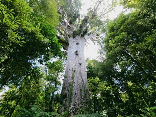 Arbre Kauri 2000 ans / Kauri Tree Waipoua Kauri forest