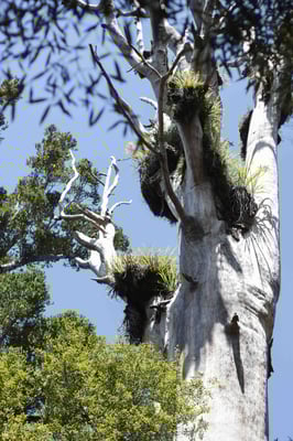 Arbre Kauri / Kauri Tree Waipoua Kauri forest