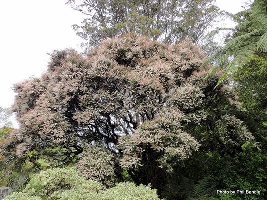 Arbre Kamahi de Nouvelle-Zélande