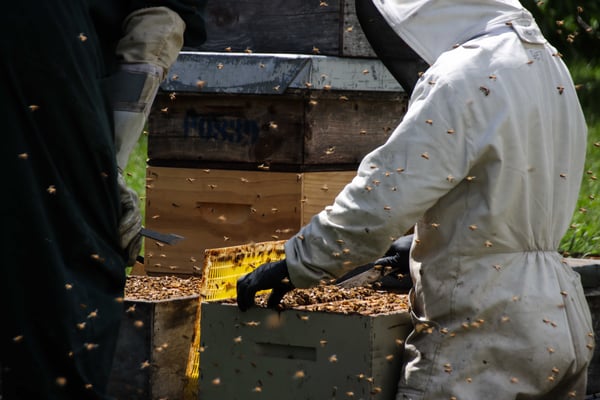 Un apiculteur de Nouvelle-Zélande qui manipule les cadres remplit de Miel de Thym de Nouvelle-Zélande dans la région de Central Otago, île sud
