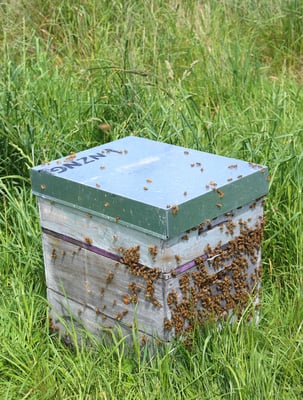 Une des ruches de Puri New Zealand de type langstroth dans la quelle on trouve le Miel de Manuka de Nouvelle-Zélande