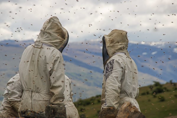 Deux apiculteurs dans un rucher dans la région de Central Otago en pleine session d'apiculture pour récolter le Miel de Thym de Nouvelle-Zélande