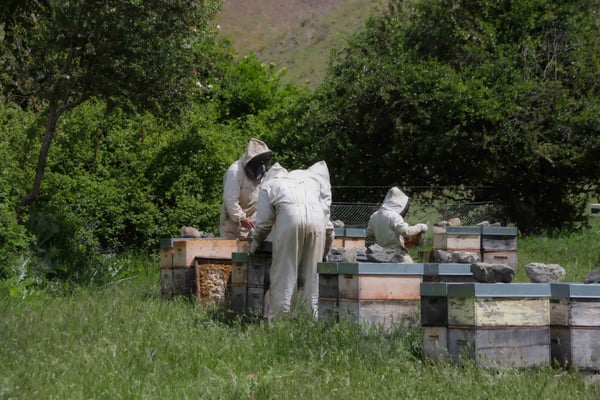 Plusieurs apiculteurs qui travaillent sur un rucher dans le but de récolter de le célèbre Miel de Thym de Nouvelle-Zélande de la région de Central Otago