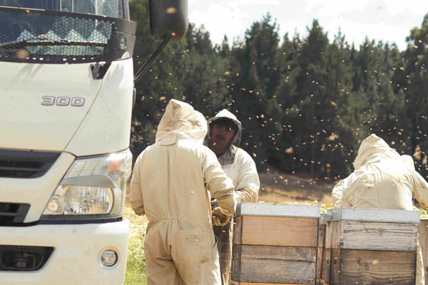 Des apicultures de Nouvelle-Zélande parlent sur l'opération de récolte de Miel de Thym dans la région de Central Otago, île sud