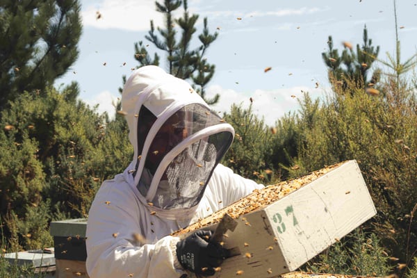 Apiculteur qui soulève une hausse remplit de Miel de Manuka rare et pur de Nouvelle-Zélande