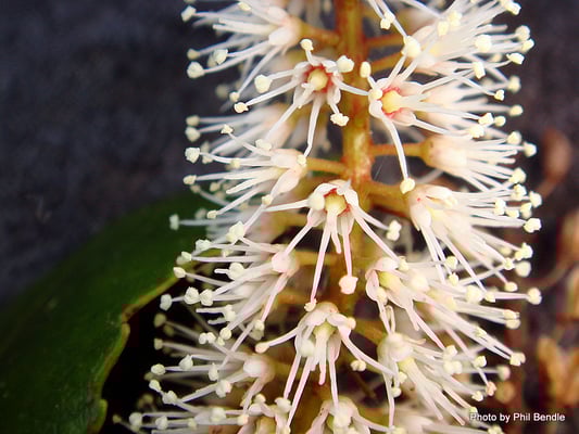 Fleurs de Kamahi de Nouvelle-Zélande