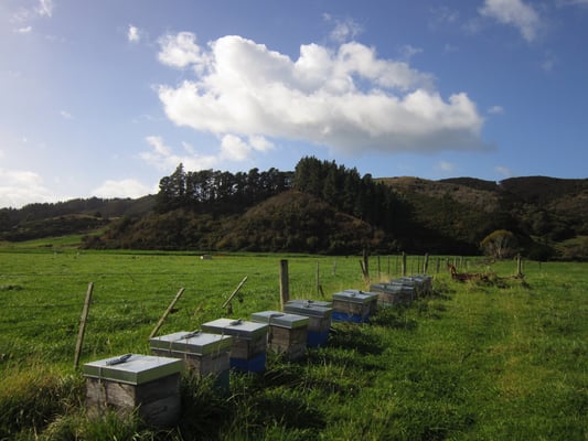 Photographie d'un rucher d'une dizaine de ruche dans la campagne sauvage et pure de Nouvelle-Zélande, dans l'île sud, au soleil en plein printemps