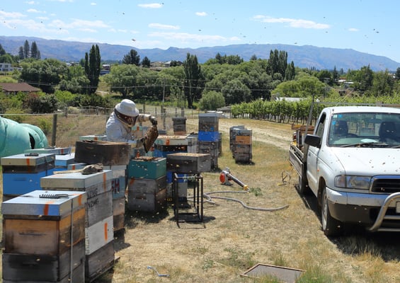 Un rucher de Puri New Zealand avec un apiculteur en pleine session d'apiculture qui inspecte les ruches à Dunedin île sud