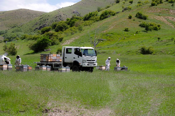 Rucher dans la nature sauvage de la Nouvelle-Zélande dans la région de Central Otago, île sud, avec toute une équipe d'apiculteur, un camion pour la récolte de Miel de Thym