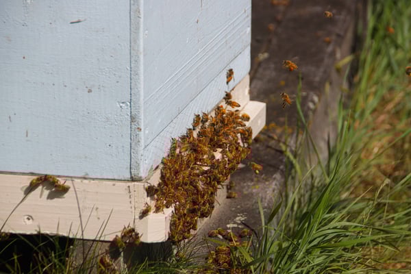 Le bas d'une ruche à abeilles, avec beaucoup d'abeilles qui rentrent et sortent à la recherche du précieux nectar de Manuka de Nouvelle-Zélande