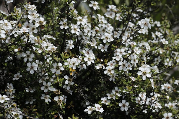 Fleurs blanches de Manuka de Nouvelle-Zélande (île sud) vue de loin