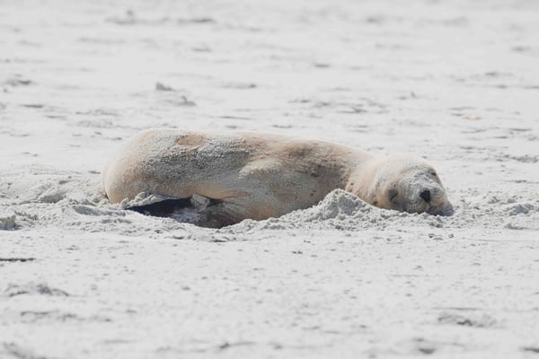 Lion de mer à Sandfly Bay