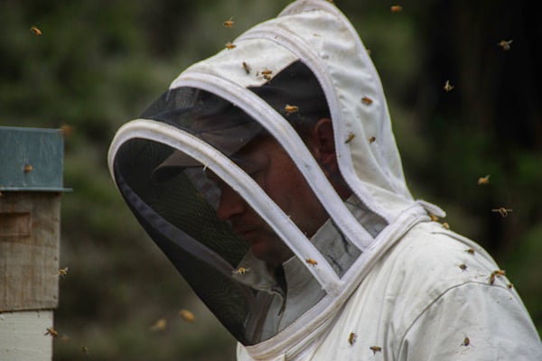 Photographie d'un apiculteur de Nouvelle-Zélande de profil avec beaucoup d'abeilles qui tournent autour de lui