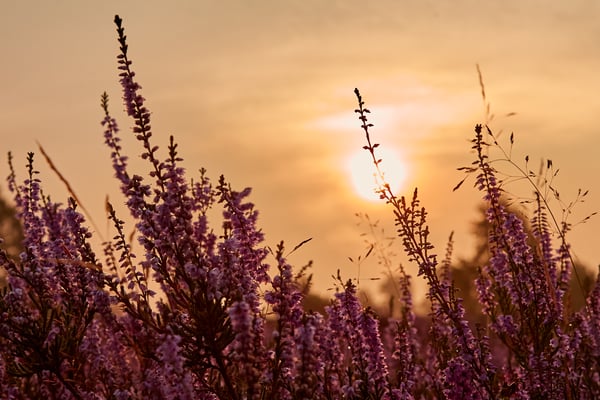 Die Heide in voller Pracht vor der verschleierten Sonne.