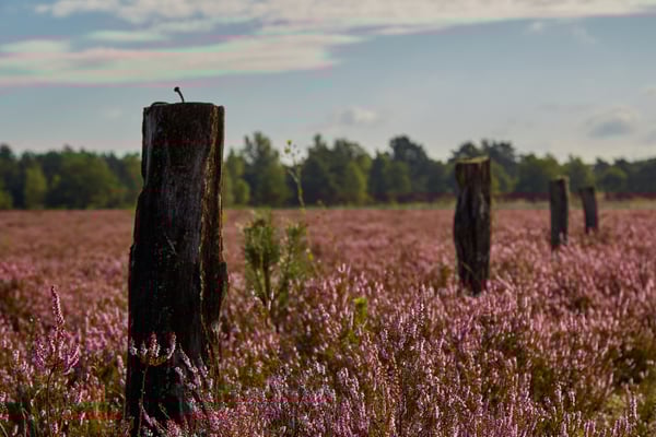Blick über weitläufige Heideflächen.