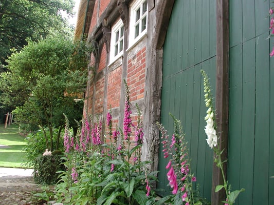 Fingerhut-Pracht am großen Tor des Fachwerkhauses. 