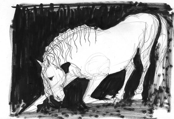 Etude pour spectacle equestre, Pagnozoo