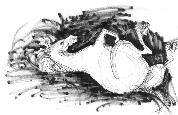 Etude pour spectacle equestre, Pagnozoo