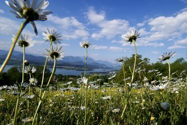 Frühsommer an der Drau, (c) Zupanc,KW