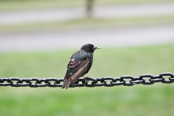 Washington DC - Bird