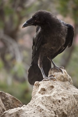 Grand Canyon - Crow