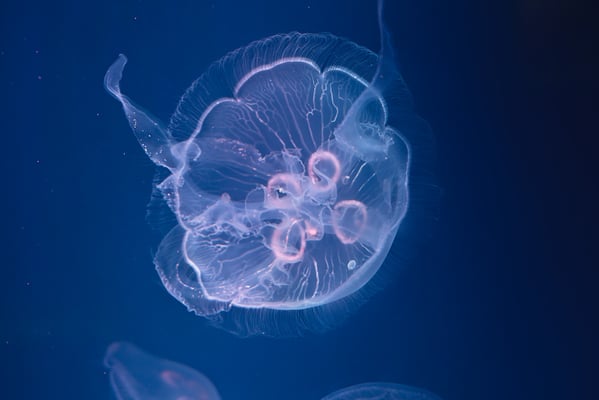 Santa Monica Pier Aquarium