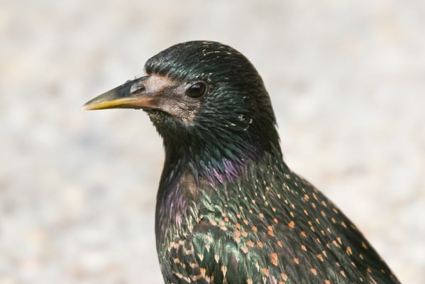 Washington DC - Korea Memorial