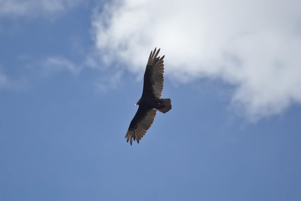 Grand Canyon - A Natual Drone