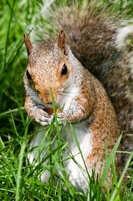 Washington DC - Squirl