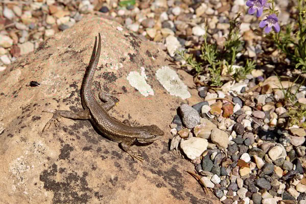Grand Canyon - Lizard