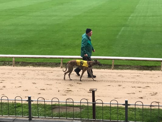 Galway - Greyhound Stadium