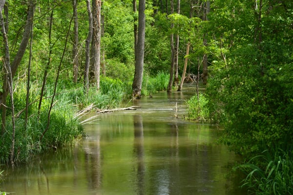 Foto: R. Wittmann -Donau-Auen