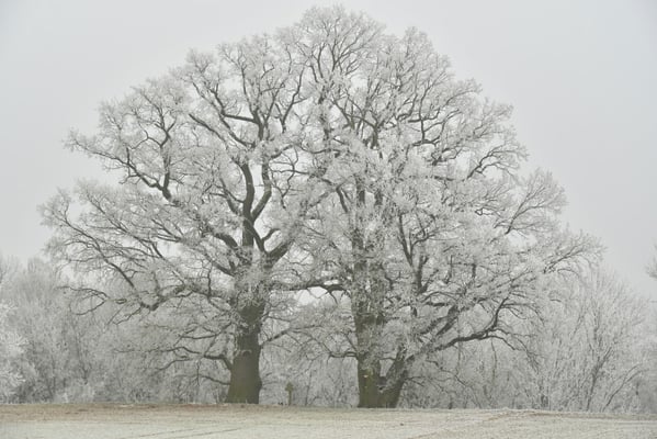 Eichen am Hohenlohberg