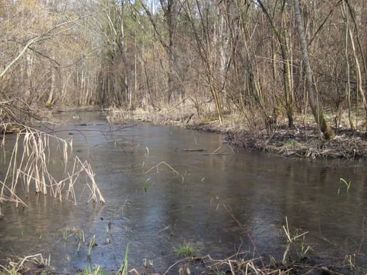 Foto: R. Wittmann -Donau-Auen